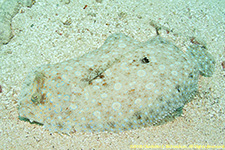 flounder